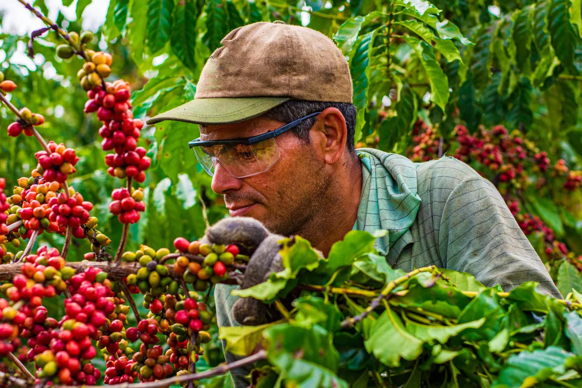 Productor cosechando café en finca de altura
